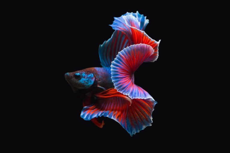 Thailand fighting fish, isolated on black background. Capture the moving moment of Siamese fighting fish.