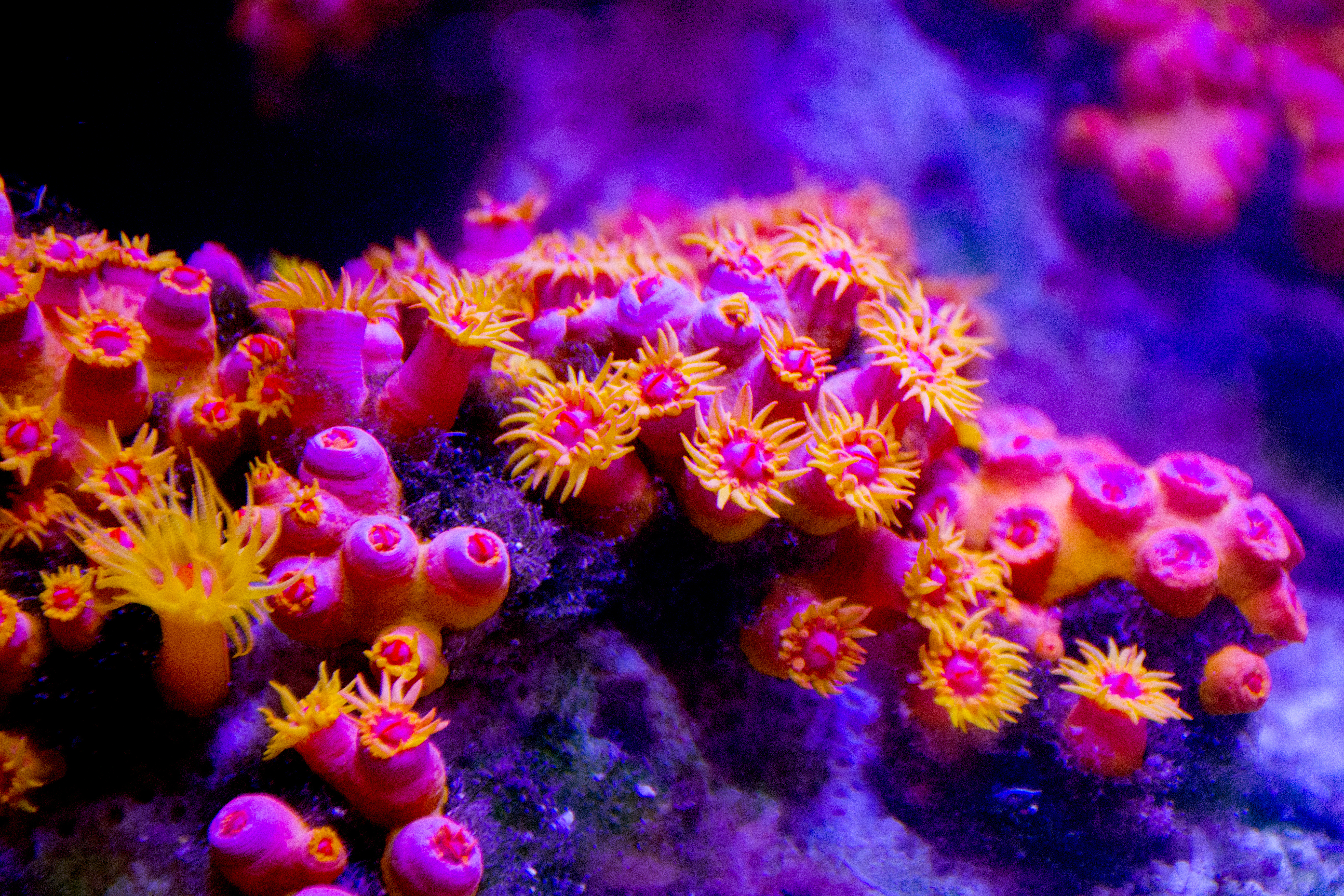 Polyp Coral