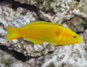 Wrasses