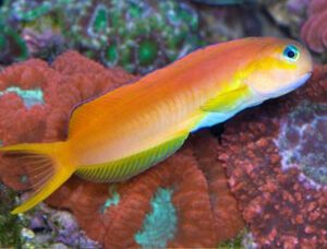 Midas Blenny