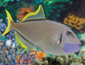 Triggerfish