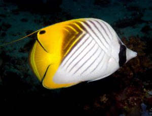 Threadfin Butterflyfish