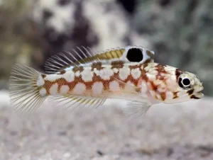 Chinstrap Jawfish