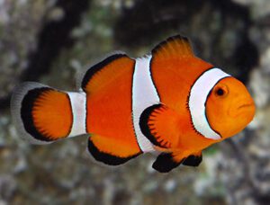 Clownfish