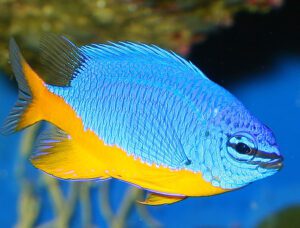 Damselfish