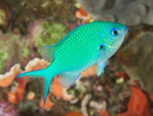 Chromis