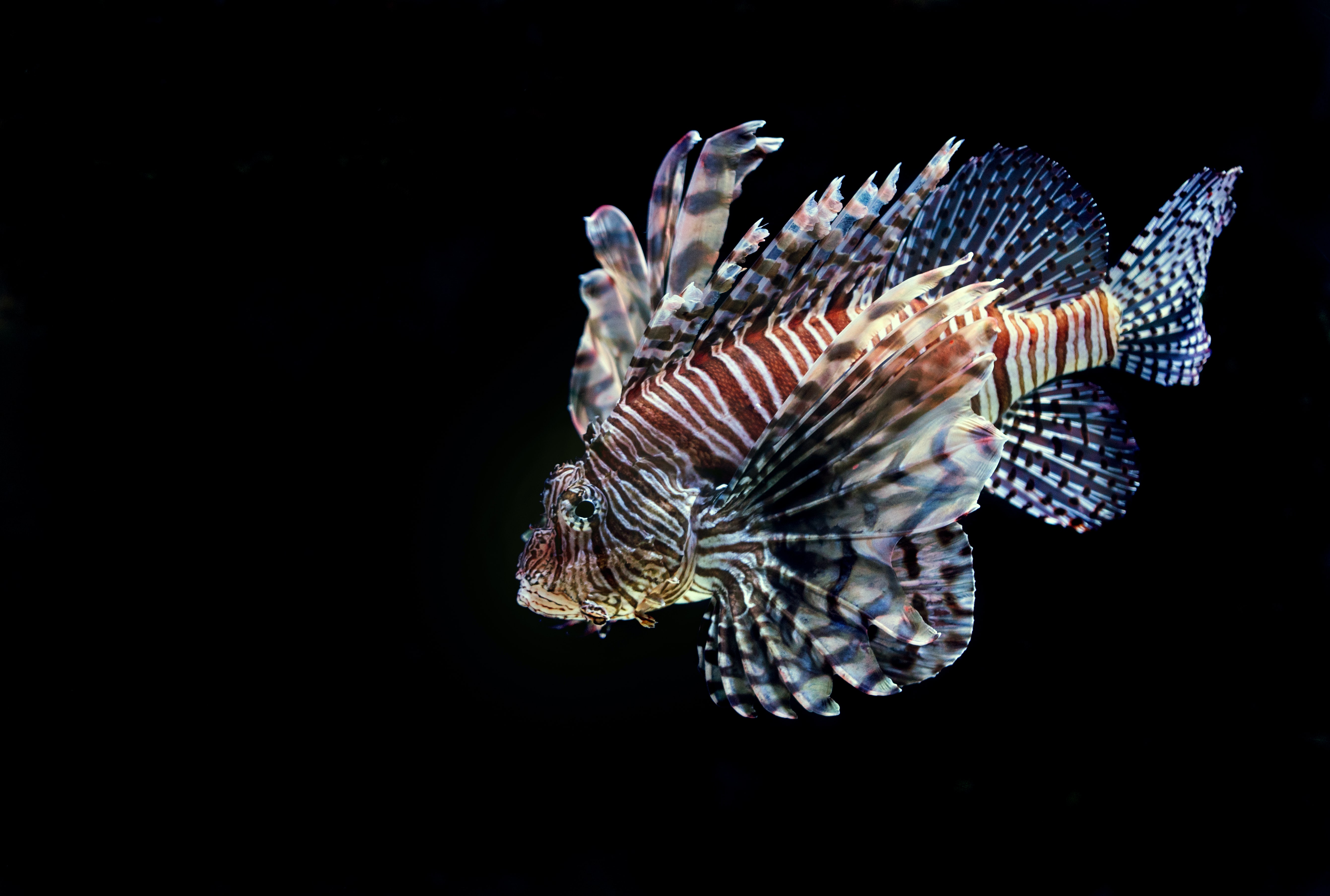 Lionfish