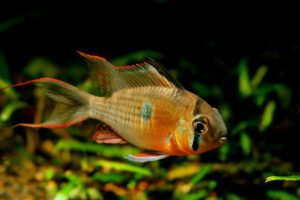 Bolivian Ram