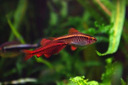Cherry Barb
