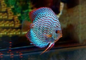 Discus Fish