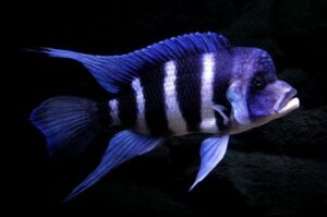 Frontosa Cichlid