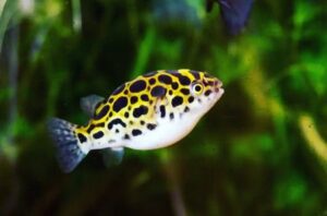 Green Spotted Pufferfish