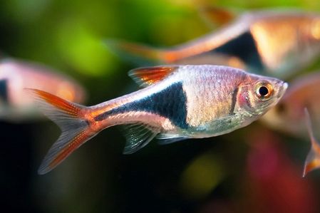 Harlequin Rasbora