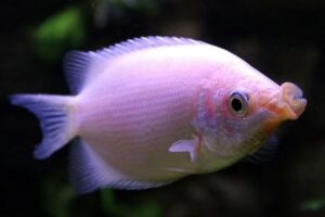 Kissing Gourami