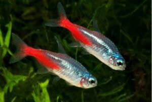 Neon Tetra