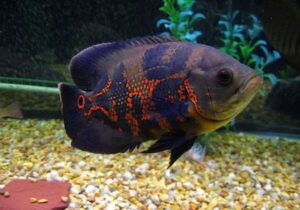 Oscar Cichlid