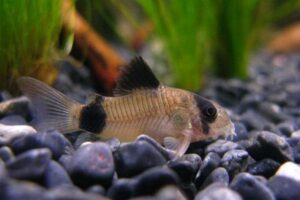 Panda Cory