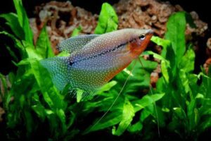 Pearl Gourami