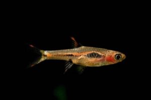 Phoenix Rasbora