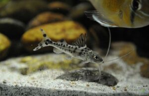 Pictus Catfish