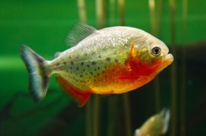 Red Bellied Piranha