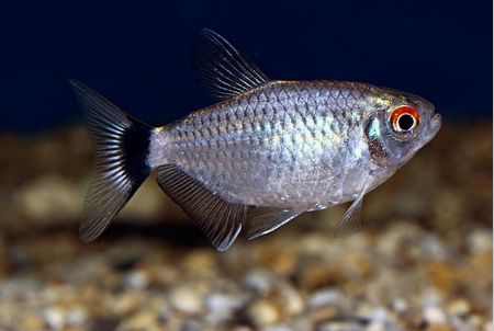 Red-eyed Tetra