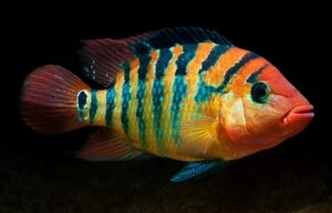 Red Terror Cichlid