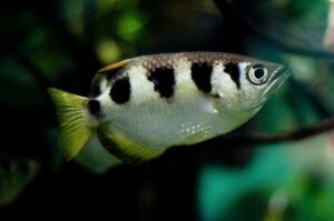 Archerfish