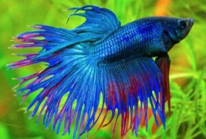 Betta Fighting Fish