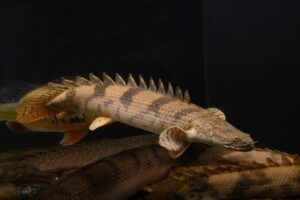 Bichir