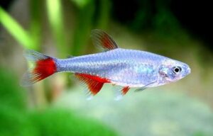 Bloodfin Tetra