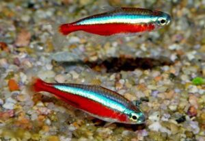 Cardinal Tetra