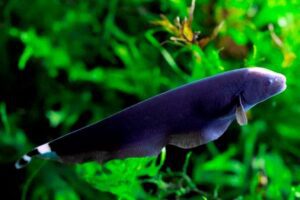 Knifefish