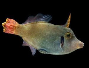 Redtail Filefish