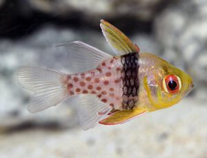 Cardinalfish