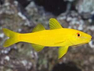 Goatfish