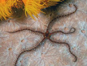 Brittle Sea Star