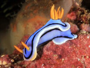 Chromodoris Nudibranch