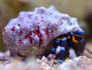 Electric Blue Hermit Crab