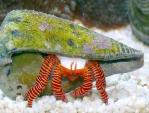 Electric Orange Hermit Crab