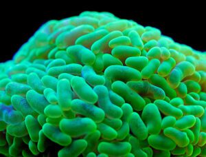 Green Hammer Coral