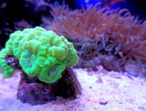 Neon Green Colostria Coral