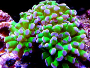 Pink Tip Hammer Coral