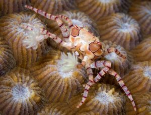 Pom Pom Crab