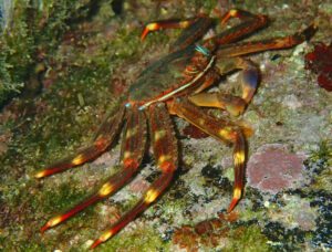 Sally Lightfoot Crab