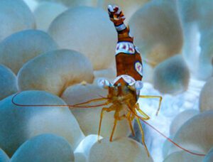 Sexy Anemone Shrimp