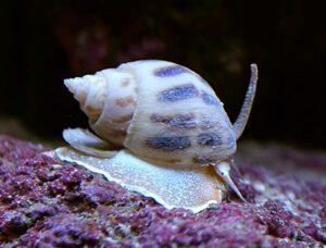 Tongan Nassarius Snail