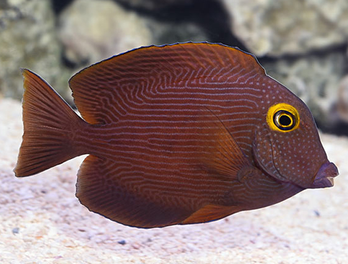 Yellow Eyed Tang