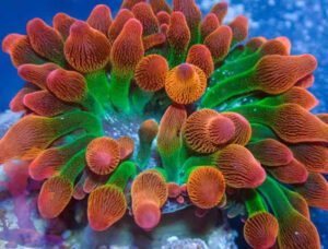 Rainbow Bubble Tip Anemone