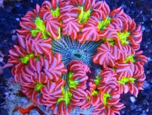 Bully Eye Rock Flower Anemone